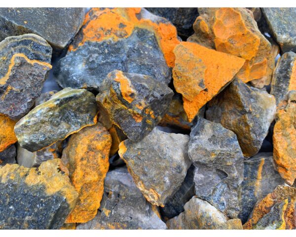 Bumblebee Jasper